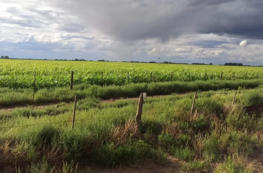 lluvia campo