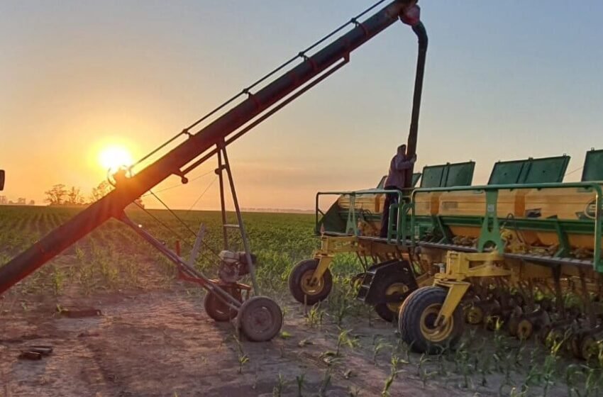 Campaña 2023-2024 en Córdoba: Más Soja, Menos Maíz, Maní, Sorgo y Girasol