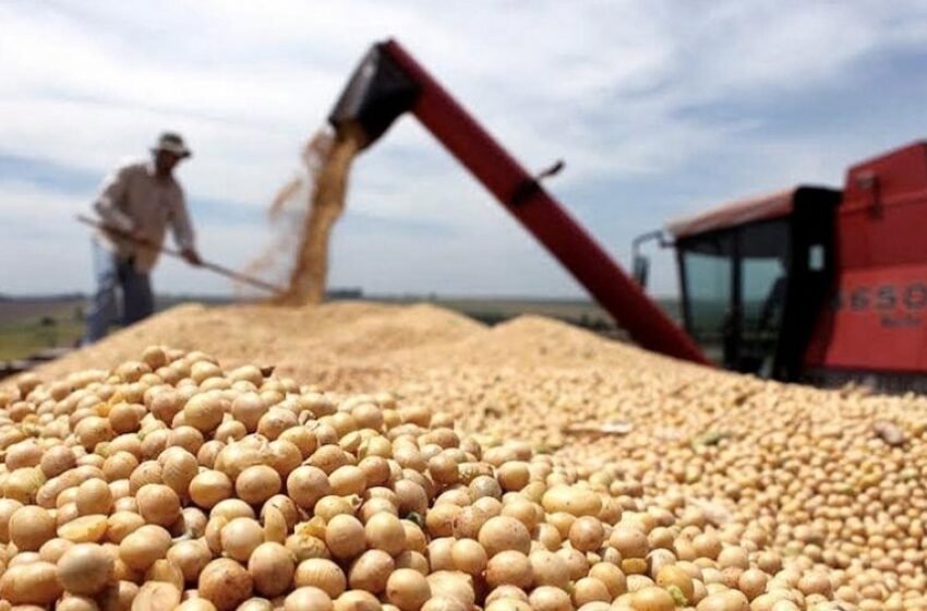 Actualizaciones agrícolas 28.6.23: Pronósticos de cosechas, impacto de la gripe aviar y datos de importación