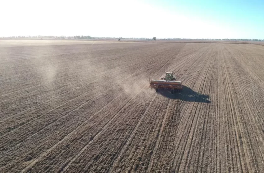  Trigo en la zona núcleo: por la sequía, la superficie sembrada podría caer hasta un 60%