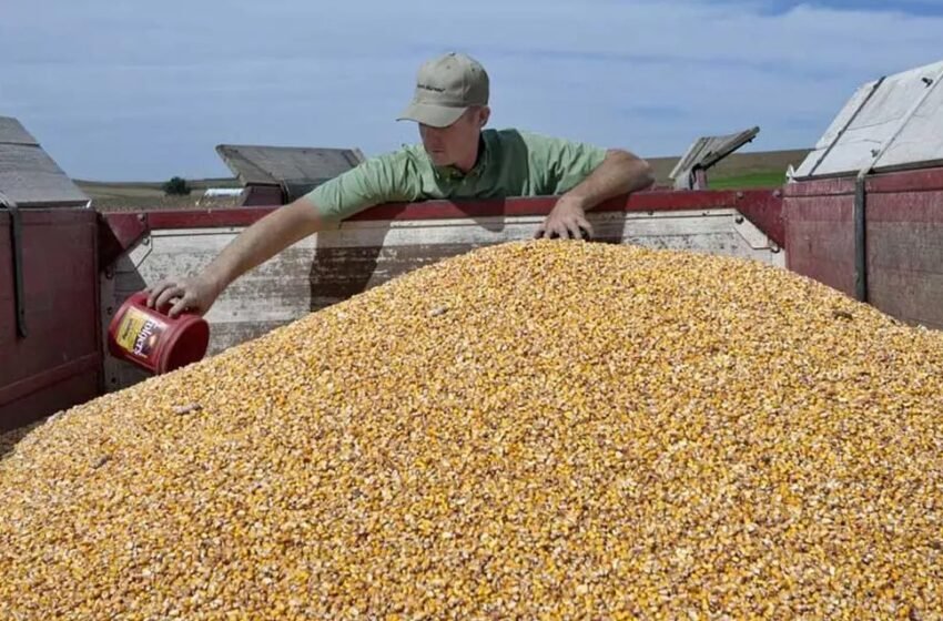 Navegando las tensiones financieras: la cadena de pagos en el agro