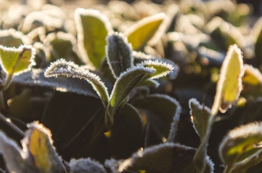 Trigo y maíz: ganadores y perdedores de las temperaturas bajo cero en la zona núcleo