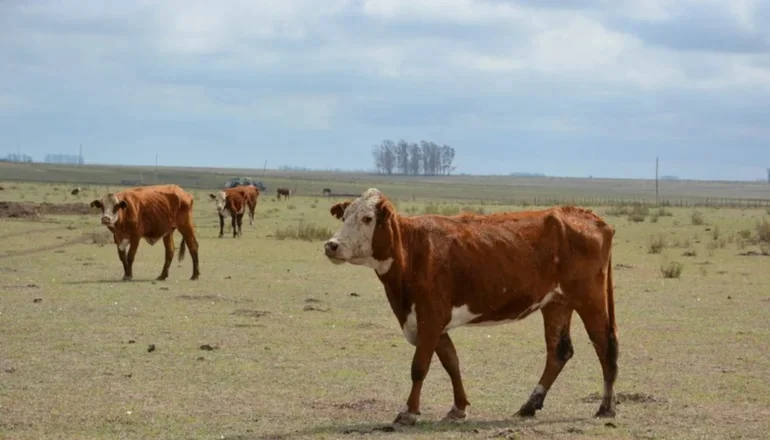  Corrientes: Reunión acelerada para determinar la extensión de la crisis agrícola