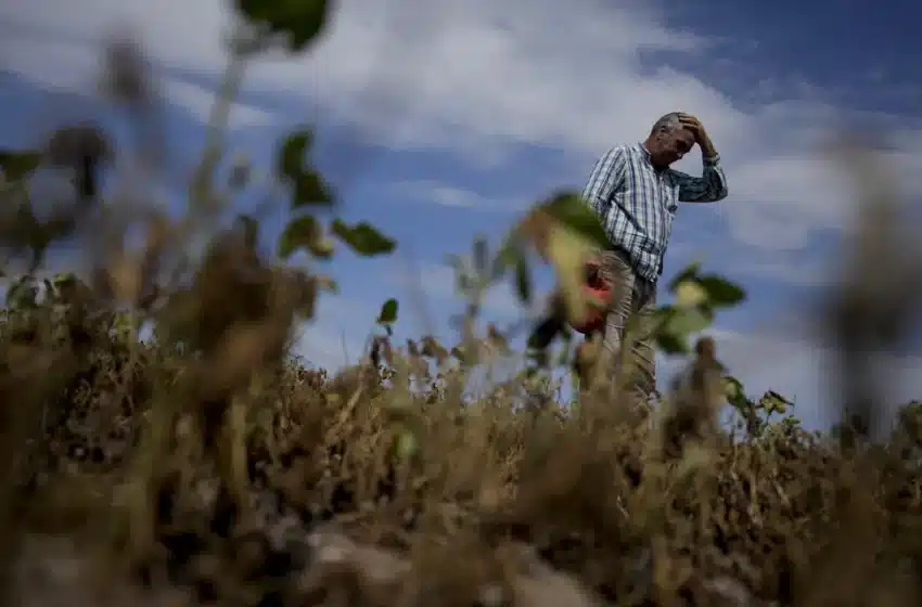  La magnitud del derrumbe histórico de la producción de soja y su impacto económico